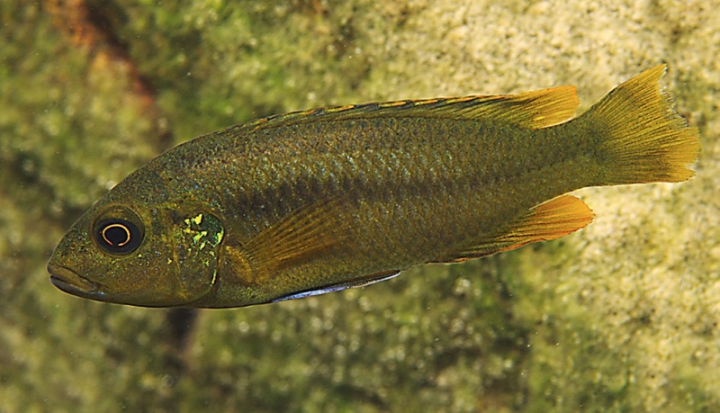 Melanochromis vermivorus 'Boadzulu Island'